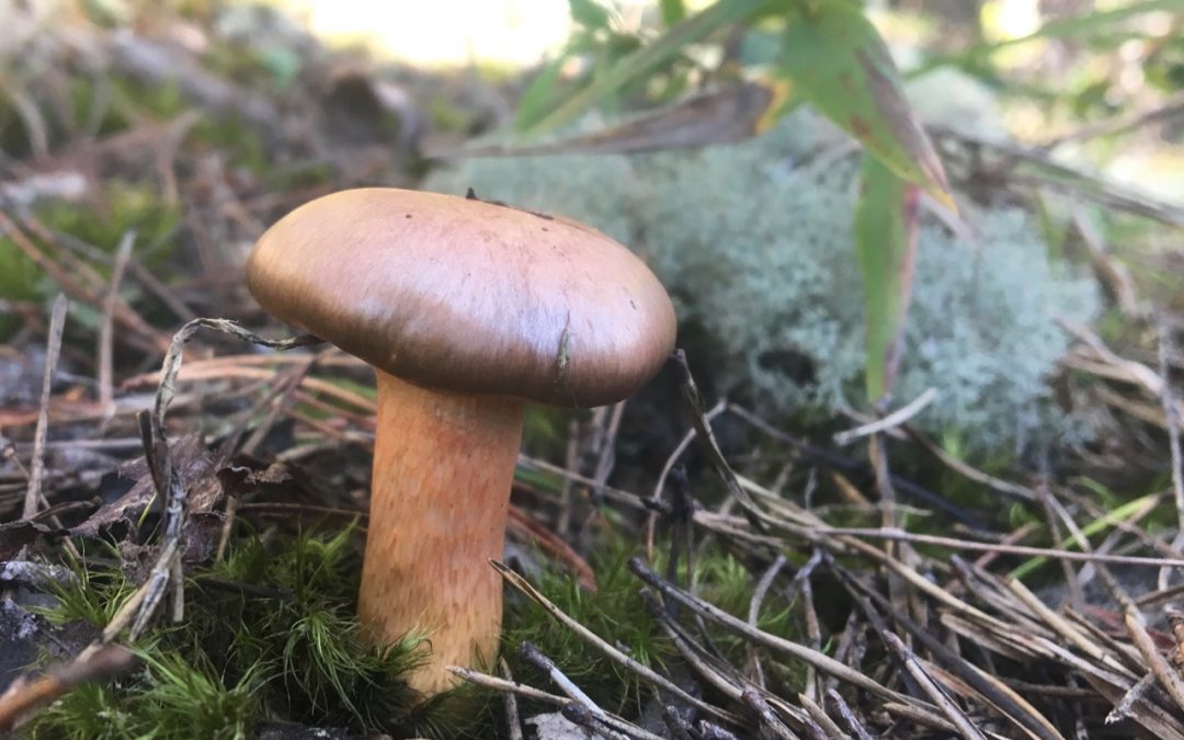 Fine Fall  for Fungi